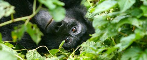 Uganda Birding and Wildlife Tour