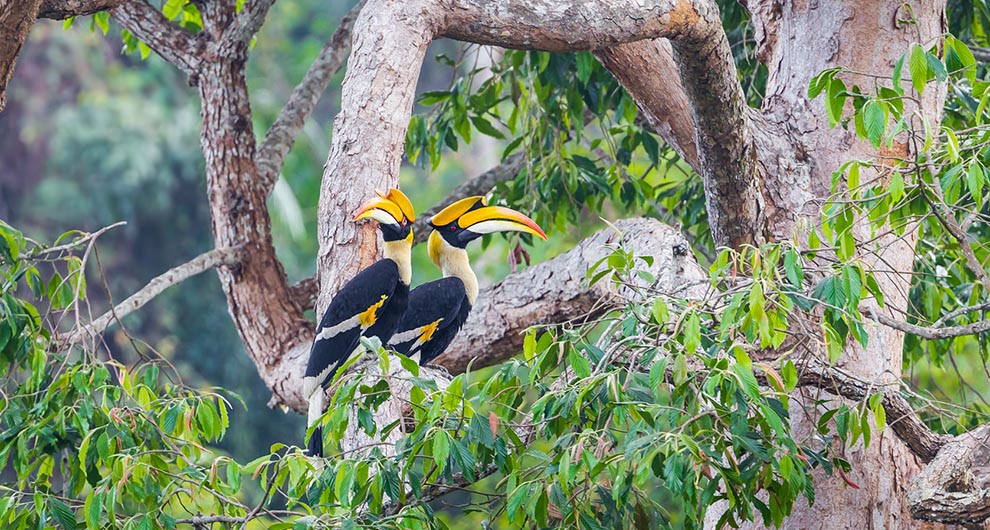 India Birding Tours Vegetarian Culture Journey India Birding Tours Vegetarian Culture Journey