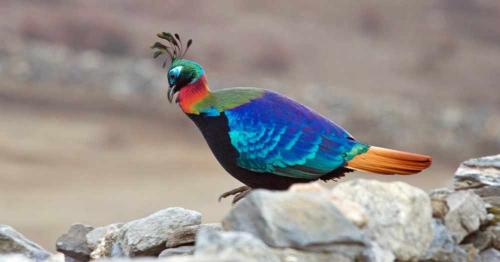 Nepal Himalayan Birding