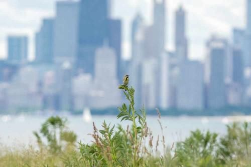 Chicago Lyric Opera and Birding Tour