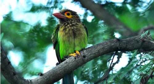 Sri Lanka Birds and Relaxation