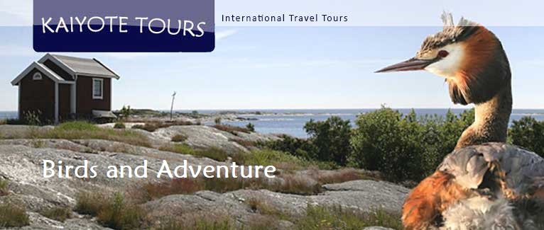 Birding Åland Islands Tour Sweden Midsummer Fun Birding Åland Islands Tour Sweden Midsummer Fun