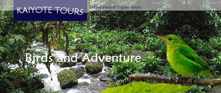 Colombia Birding Tours Amazon Andes Bogota Trips Colombia Birding Tours Amazon Andes Bogota Trips