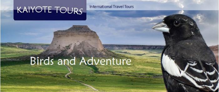 Colorado Birding Tours Wildlife Viewing Colorado Birding Tours Wildlife Viewing