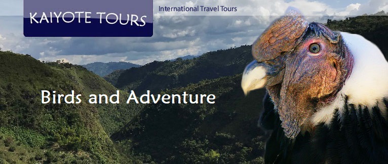 Colombia Birding Tours Amazon Andes Bogota Trips