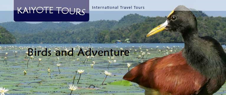 Guatemala Birding Tours Tikal Copan Mayan Culture Trips