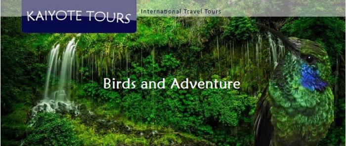 Chiriquí Cloud Forest Birding Tour