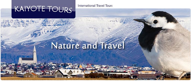 Iceland Northern Lights Winter Birding Tour