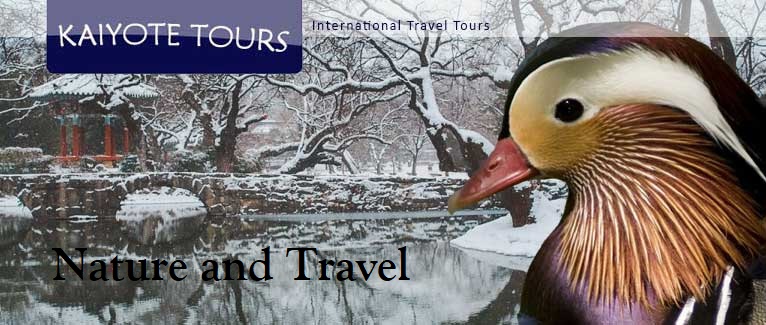 Korea Winter Birding Endemics Tour