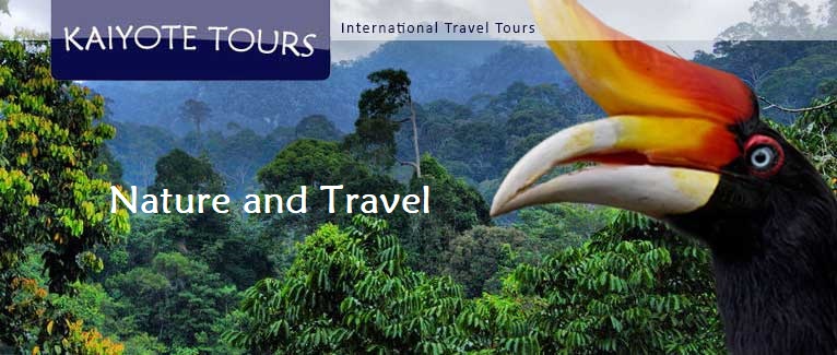 Birding and Wildlife Tour Sarawak Borneo Malaysia 