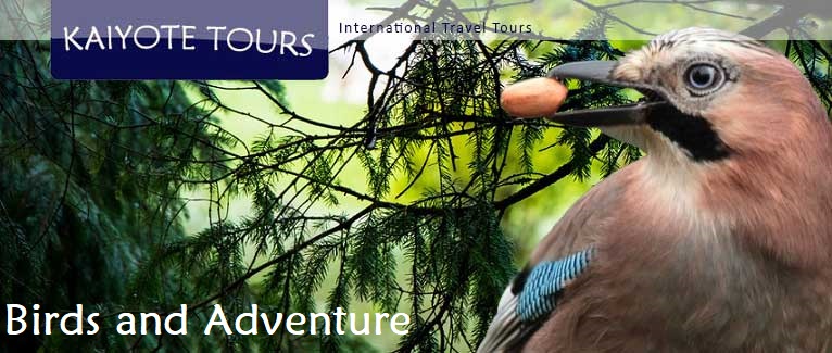 Birding Tours Sweden Denmark Culture Adventure Trips