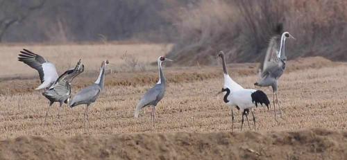 Korea Winter Birding