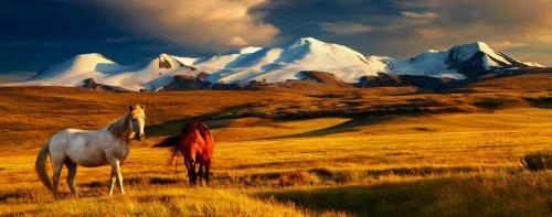 Mongolia Birds and Adventure Mongolia Birds and Adventure