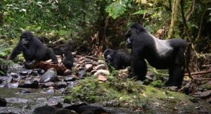 Uganda Birding and Wildlife Tour Uganda Birding and Wildlife Tour
