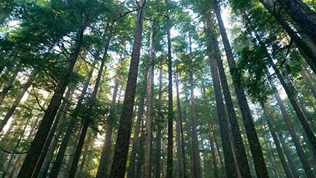Olympic National Park Overnight Backpacking Olympic National Park Overnight Backpacking