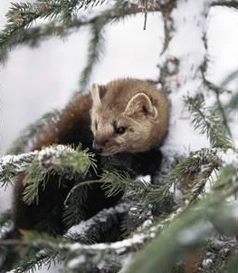 Pine Marten Pine Marten