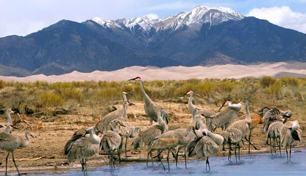 Great Sand Dunes National Park Birding Tours