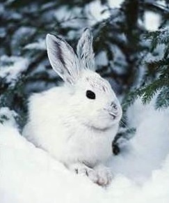 snowshoe hare