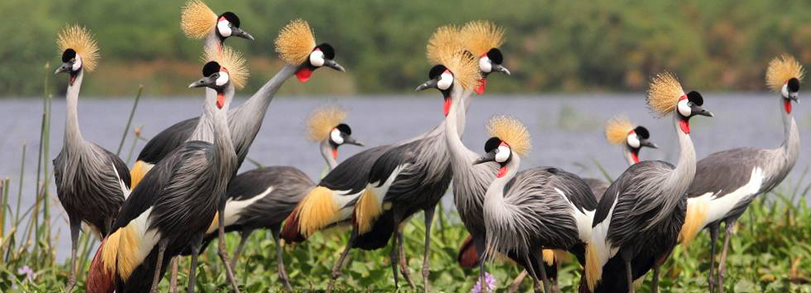Uganda Africa Birding Wildlife Tours Gorillas Uganda Africa Birding Wildlife Tours Gorillas