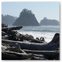 Hiking Olympic National Park with Kaiyote Tours