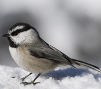 Chickadee