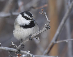 Birding Rocky Mountain National Park with Kaiyote Tours