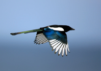 Magpie