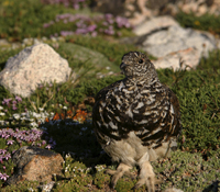 Ptarmigan