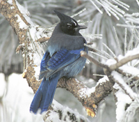 Stellars Jay