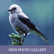 colorado birding photos