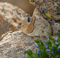 Wildlife Hikes with Kaiyoter Tours