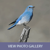 colorado birding photos