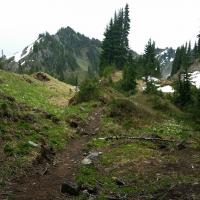Backpacking in Olympic National Forest