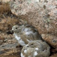 Colorado Nature Tours