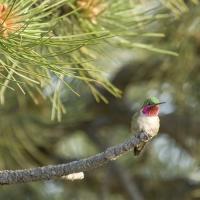 Colorado Nature Tours