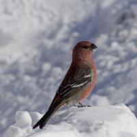 Colorado Nature Tours