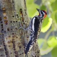 Colorado Nature Tours