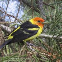 Colorado Nature Tours