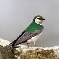 Colorado Nature Tours
