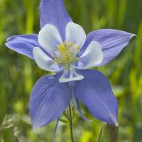 Colorado Nature Tours