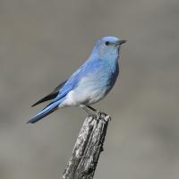 Colorado Nature Tours