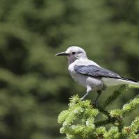 Colorado Nature Tours