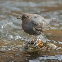 Colorado Nature Tours