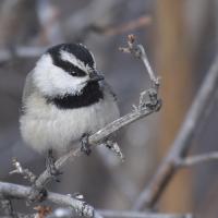 Colorado Nature Tours