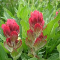 Colorado Nature Tours