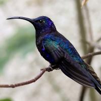 Nicaragua Cloud Forest