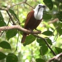 Nicaragua Cloud Forest