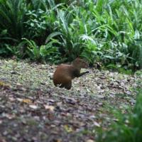 Nicaragua Cloud Forest