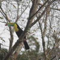 Nicaragua Cloud Forest