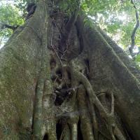 Nicaragua Cloud Forest